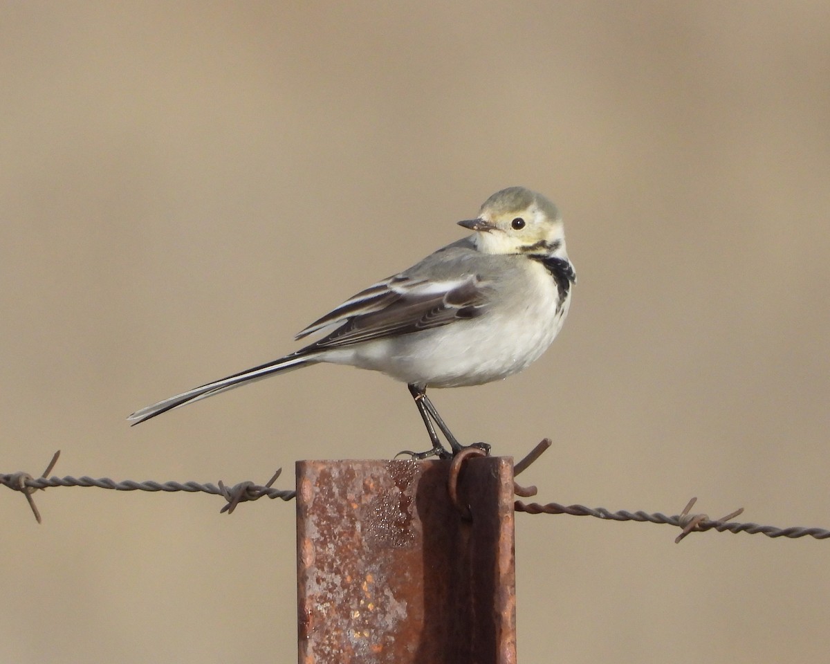 Lavandera Blanca - ML647784045