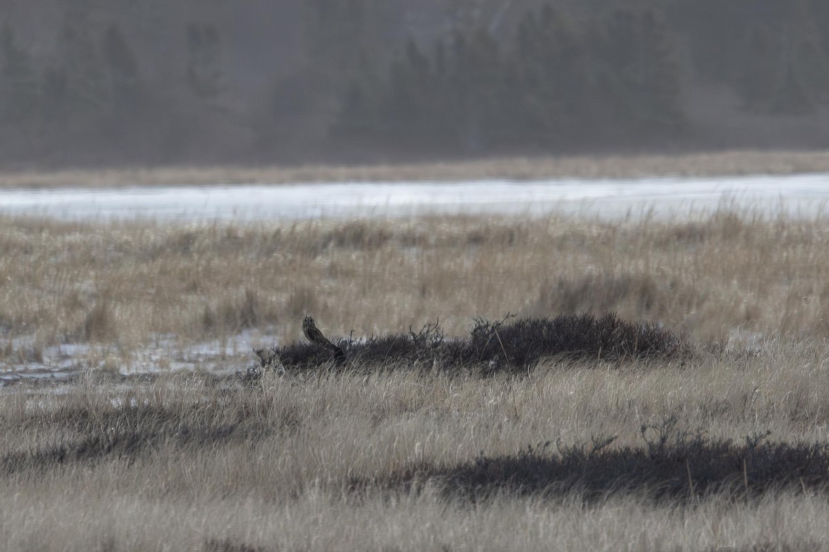 Short-eared Owl - ML647784055