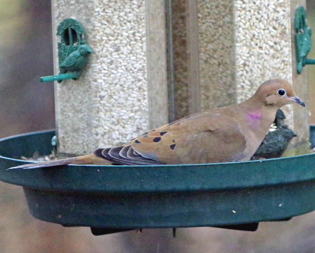 hrdlička karolínská - ML647784060