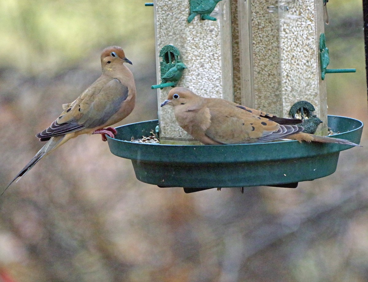 hrdlička karolínská - ML647784062