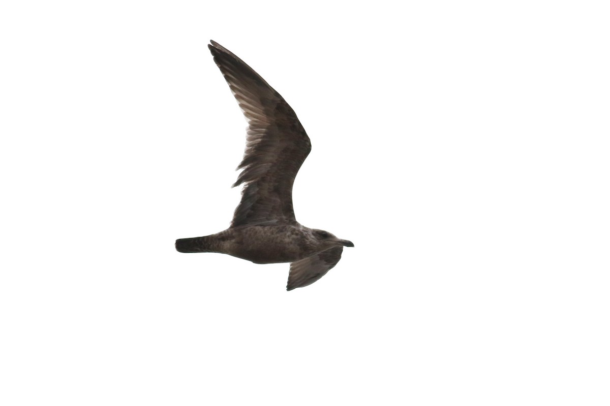 racek americký - ML647784082