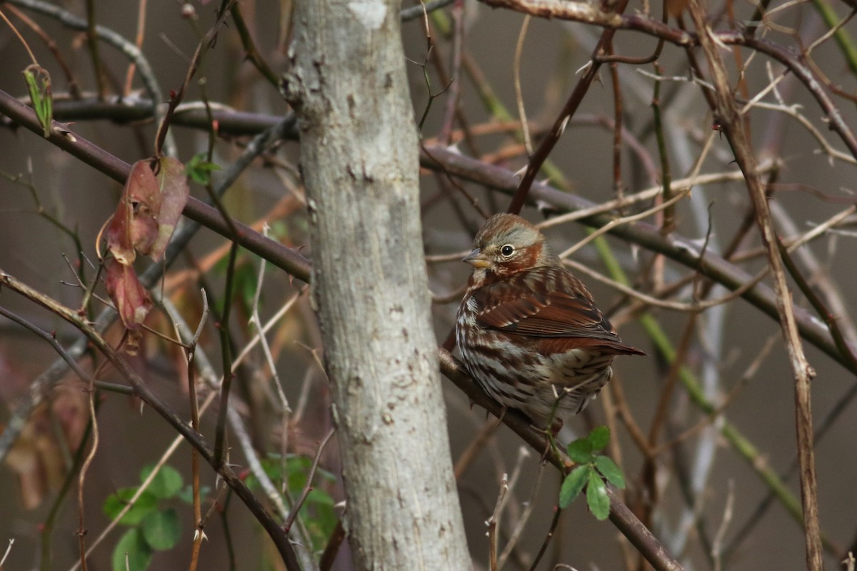 strnadec kaštanový - ML647784096