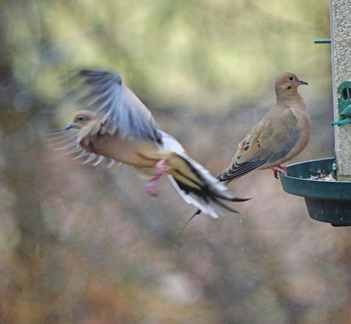 hrdlička karolínská - ML647784097