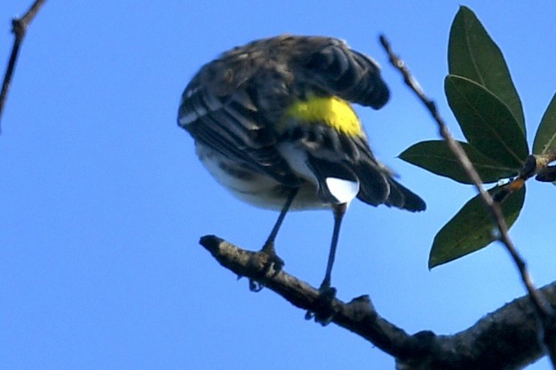 Taçlı Ötleğen - ML647784129