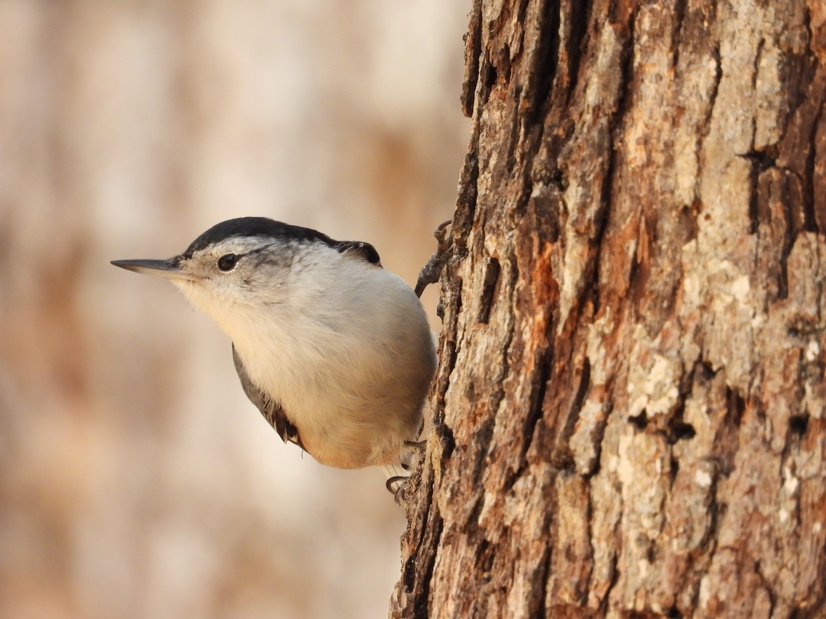 White-breasted Nuthatch - ML647784142