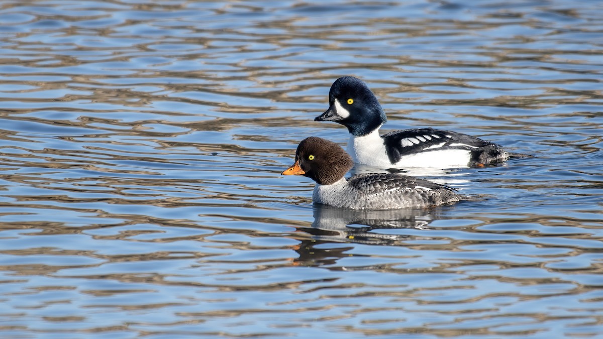 Barrow's Goldeneye - ML647784145
