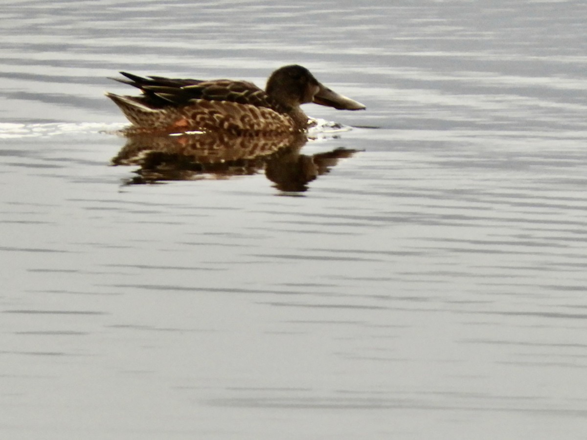 Cuchara Común - ML647784148