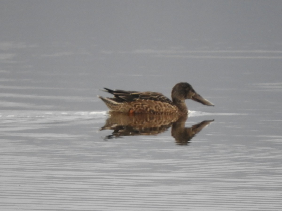 Cuchara Común - ML647784162