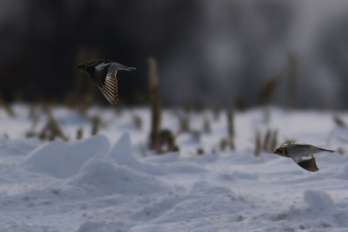 sněhule severní - ML647784171