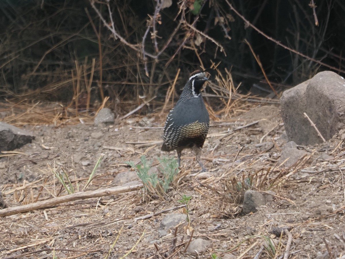 California Quail - ML647784173