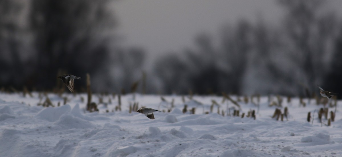 sněhule severní - ML647784187