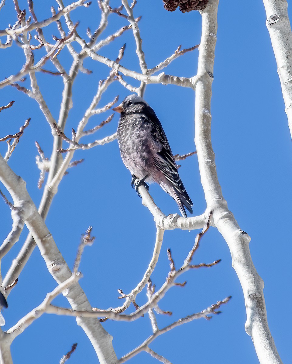 Black Rosy-Finch - ML647784196