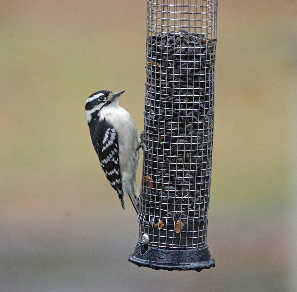 strakapoud osikový - ML647784295