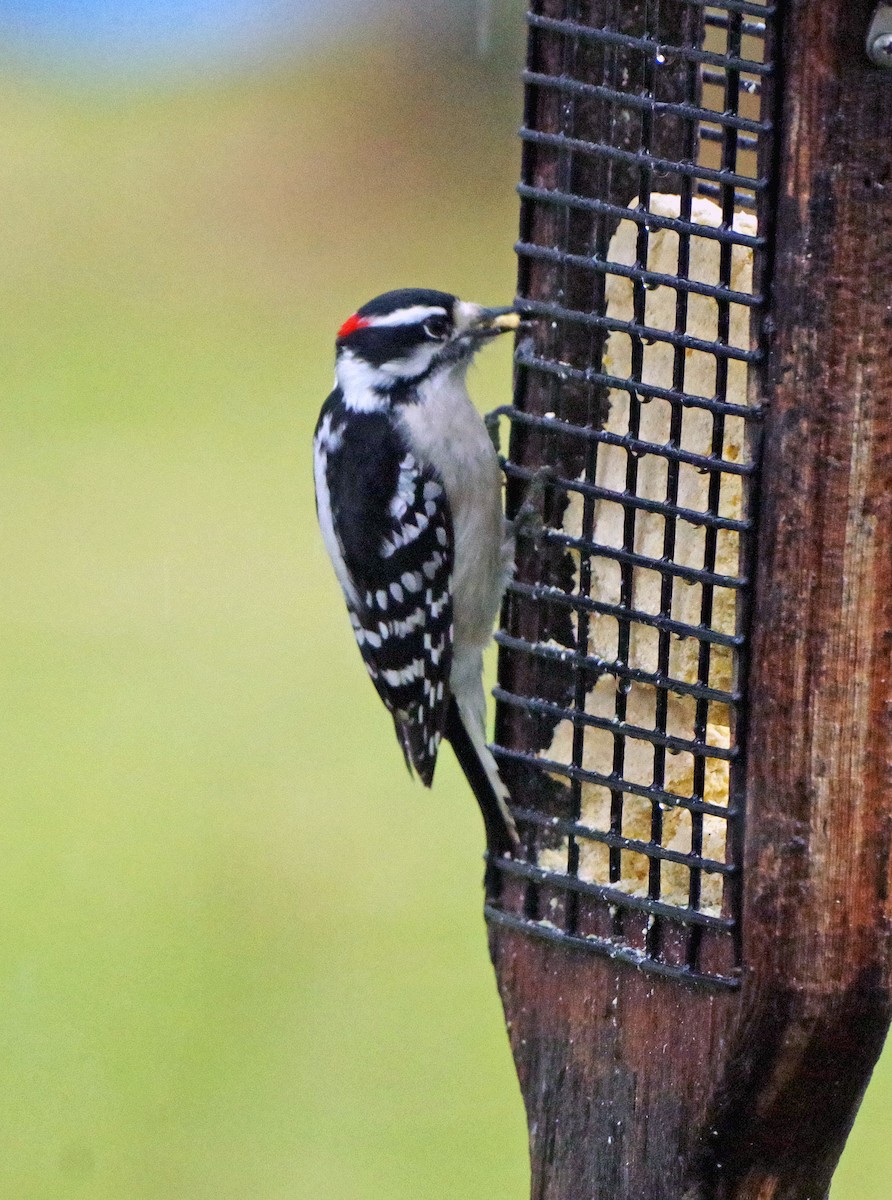 strakapoud osikový - ML647784296