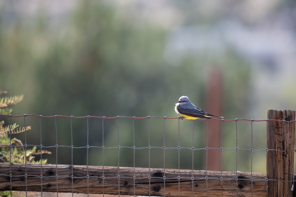 Western Kingbird - ML647784336