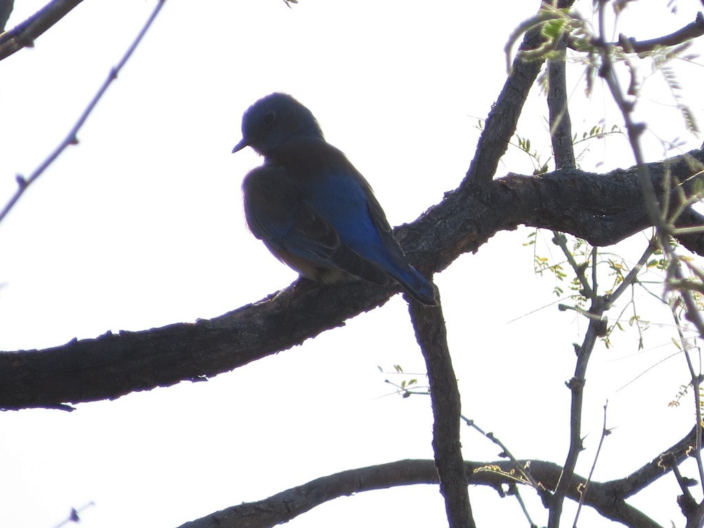 Western Bluebird - ML647784339