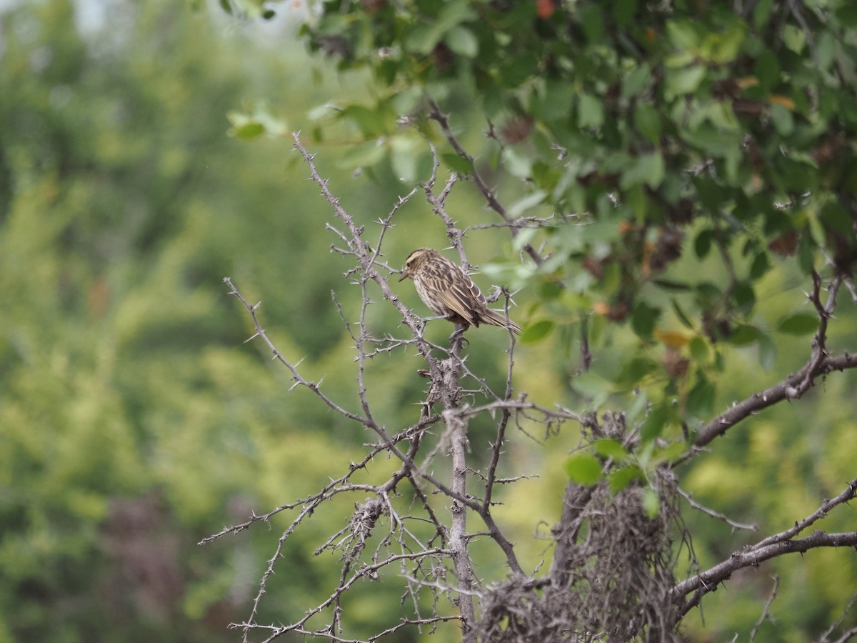 Yellow-winged Blackbird - ML647784355