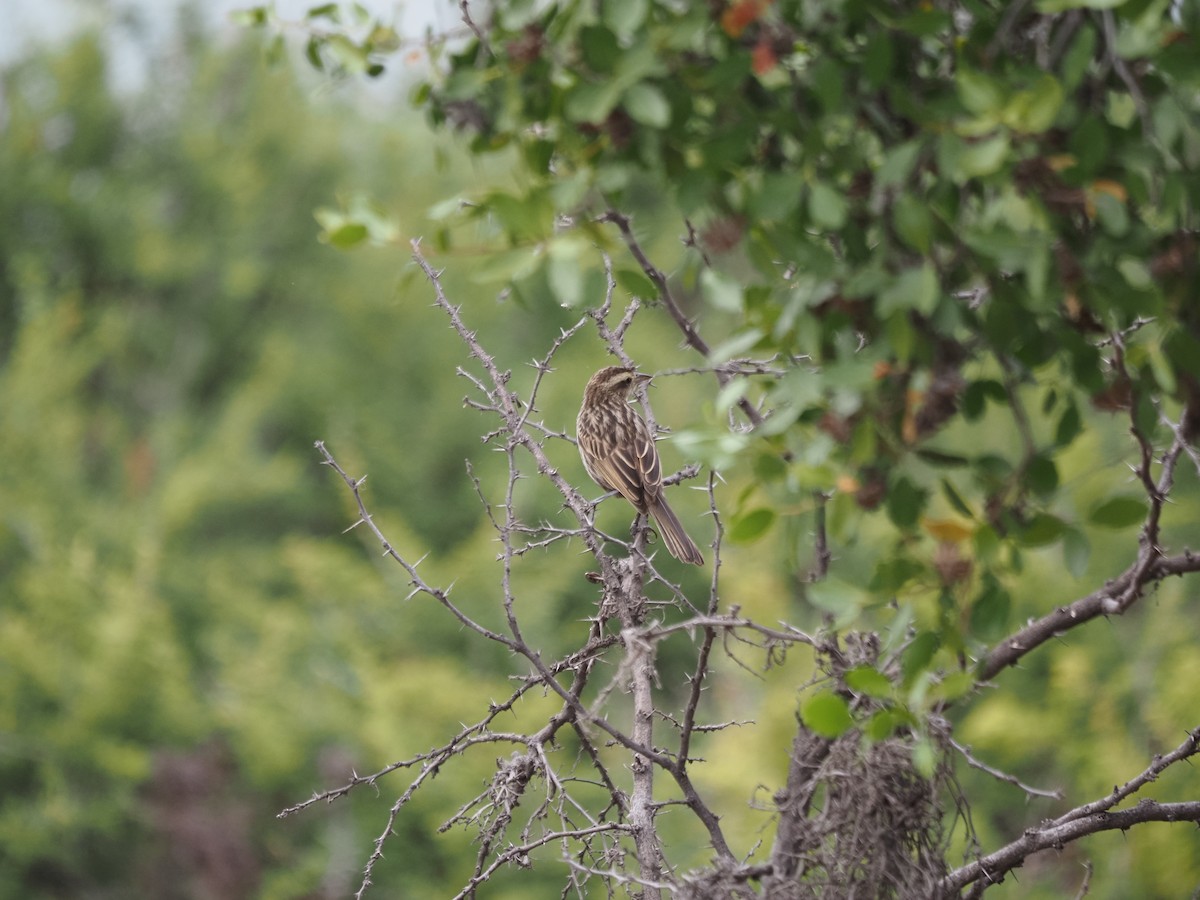 Yellow-winged Blackbird - ML647784356