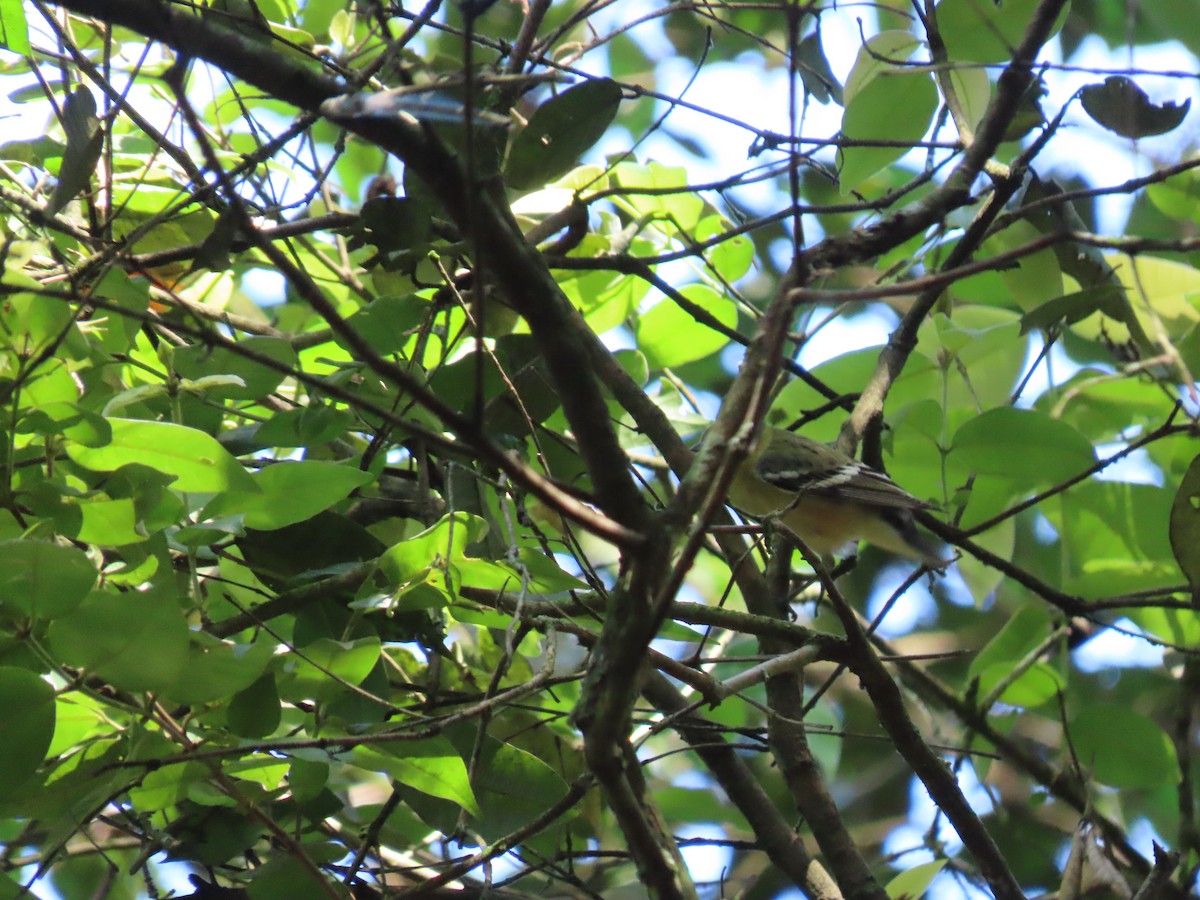 Пісняр-лісовик каштановий - ML647784380