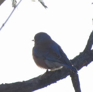 Western Bluebird - ML647784414