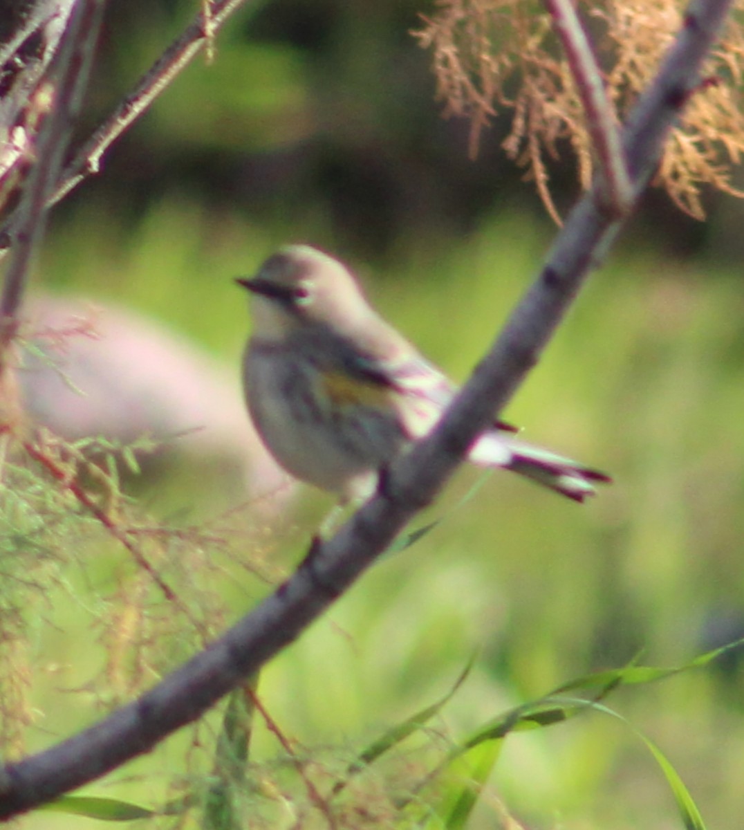 Taçlı Ötleğen (coronata) - ML647784448