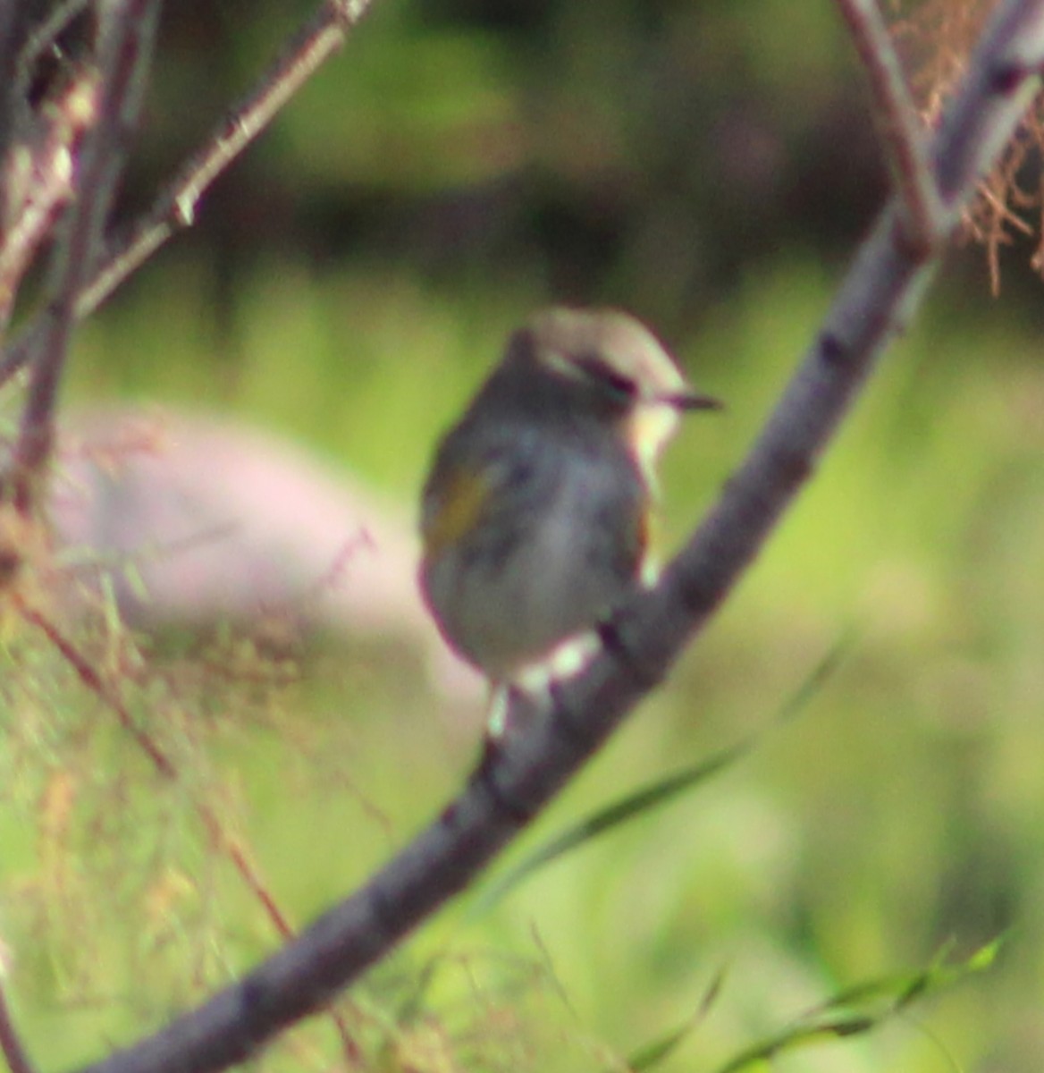 Taçlı Ötleğen (coronata) - ML647784454