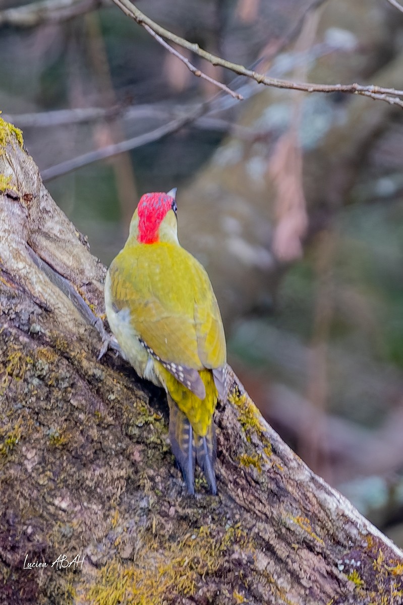 žluna zelená - ML647784470