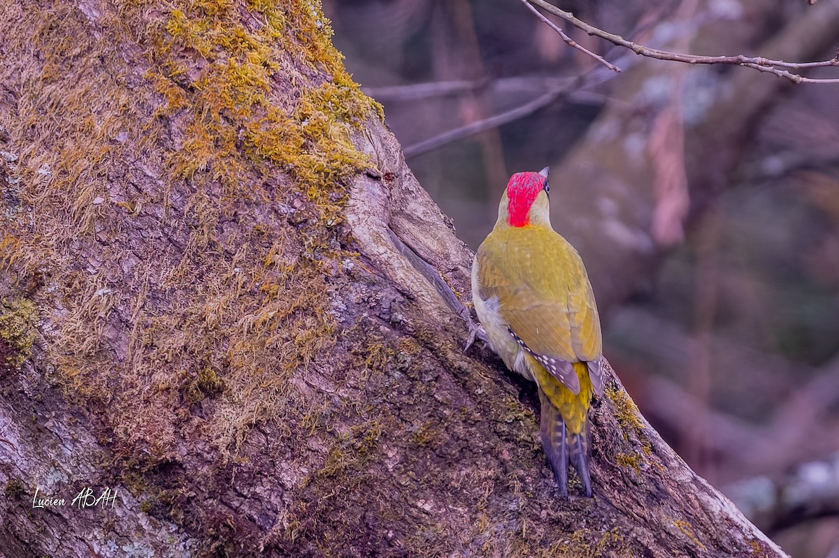 žluna zelená - ML647784471