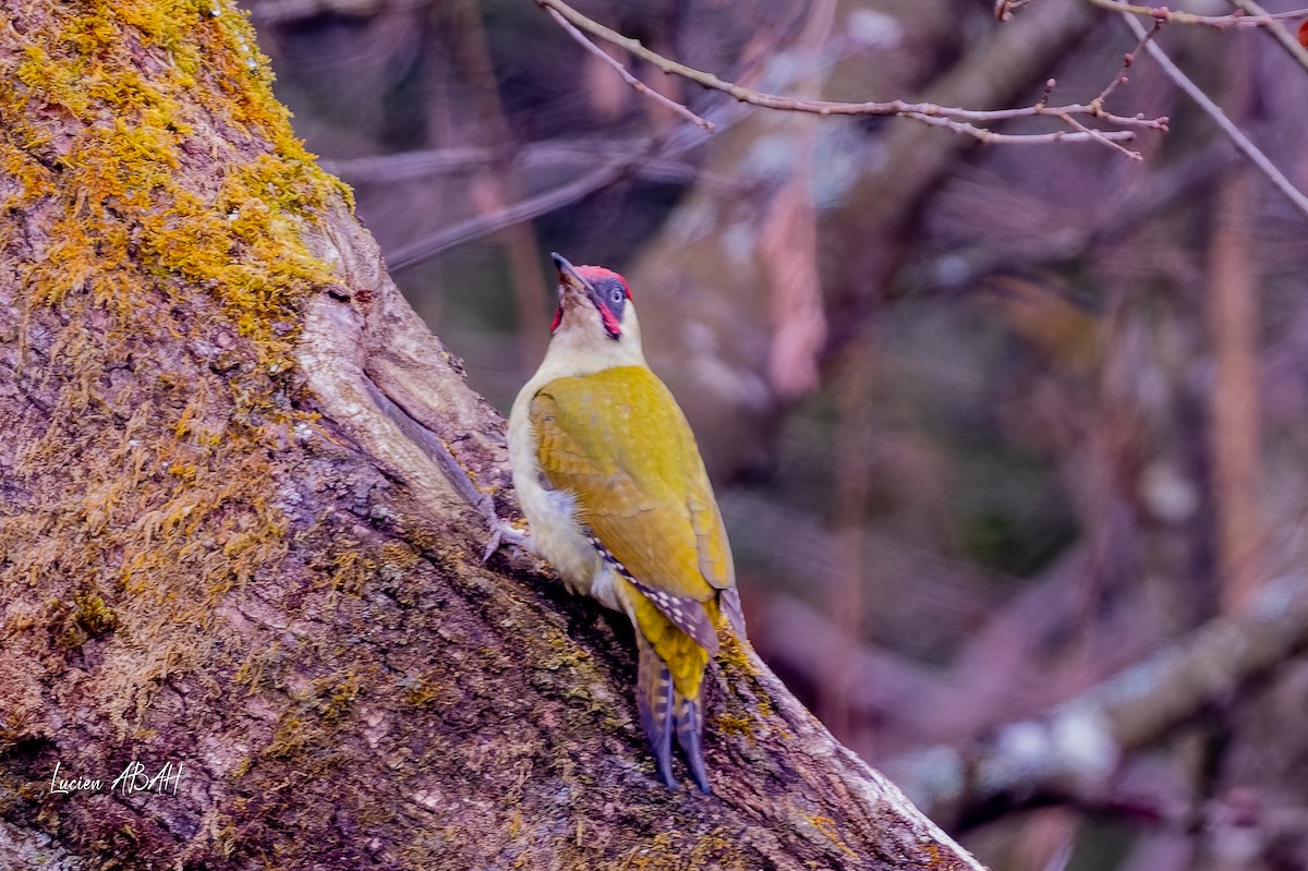 žluna zelená - ML647784472