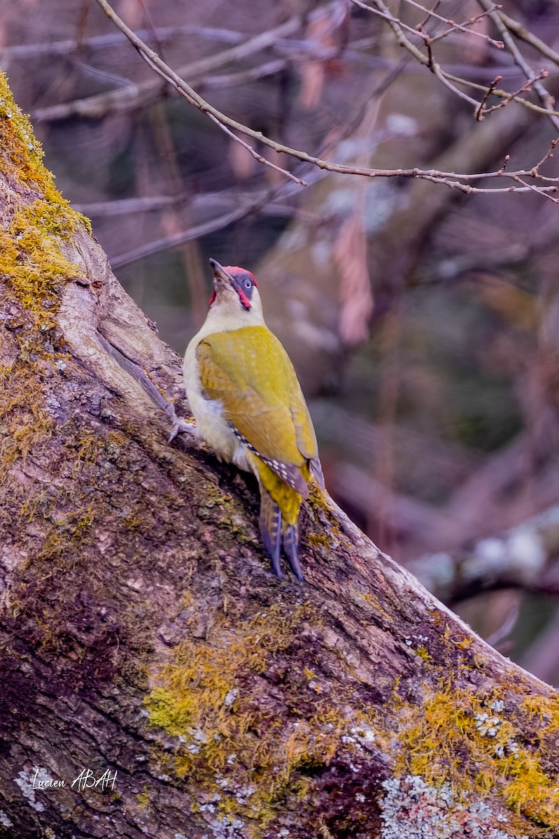 žluna zelená - ML647784473