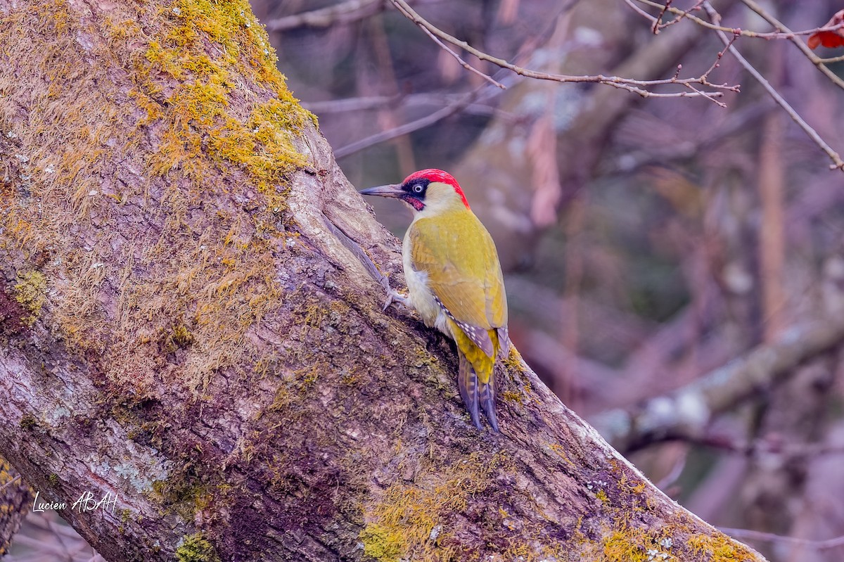 žluna zelená - ML647784474