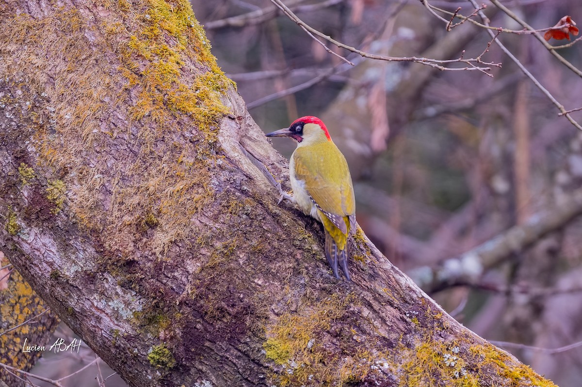 žluna zelená - ML647784476