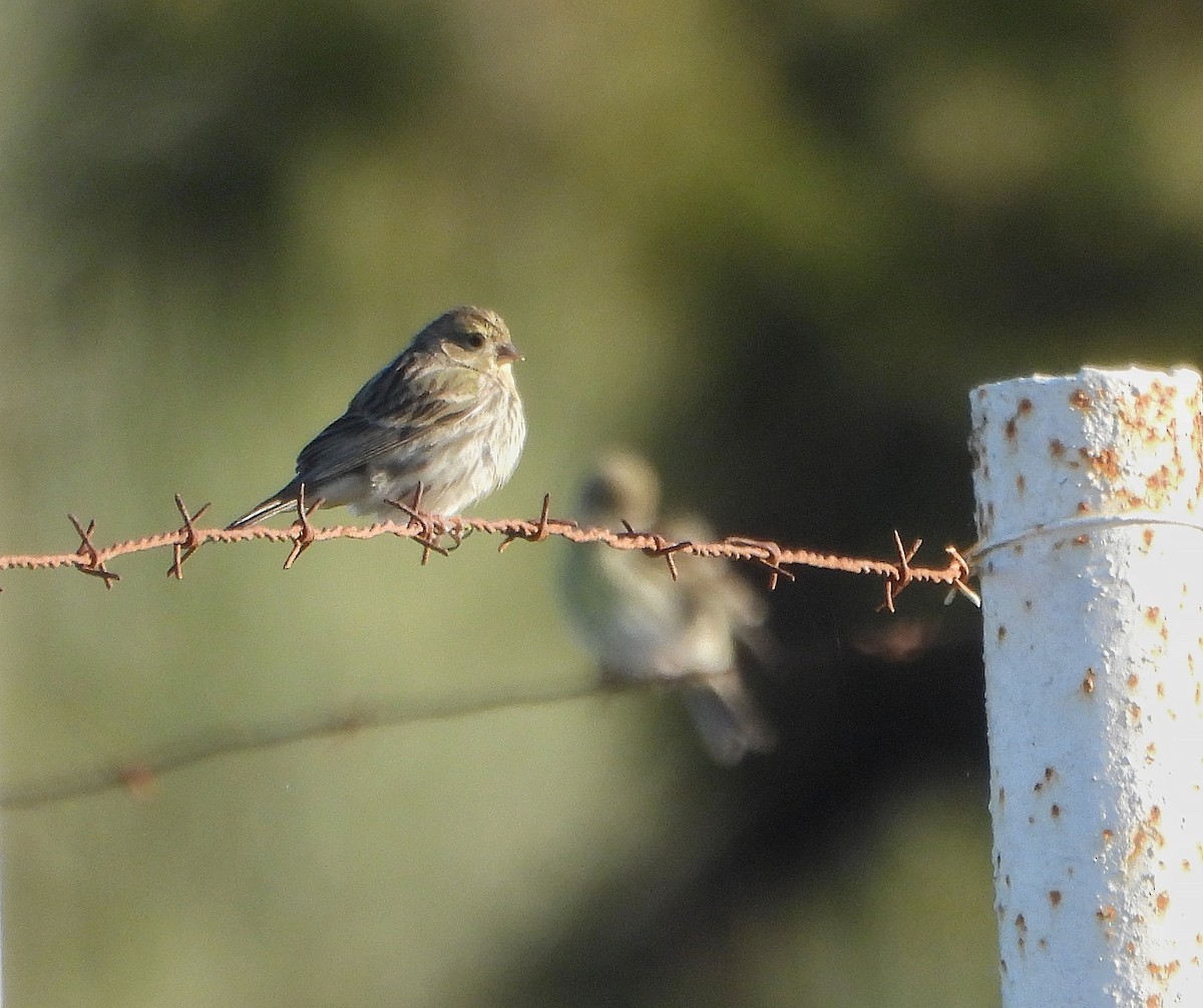 European Serin - ML647784496