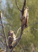 Northern Flicker - ML647784541