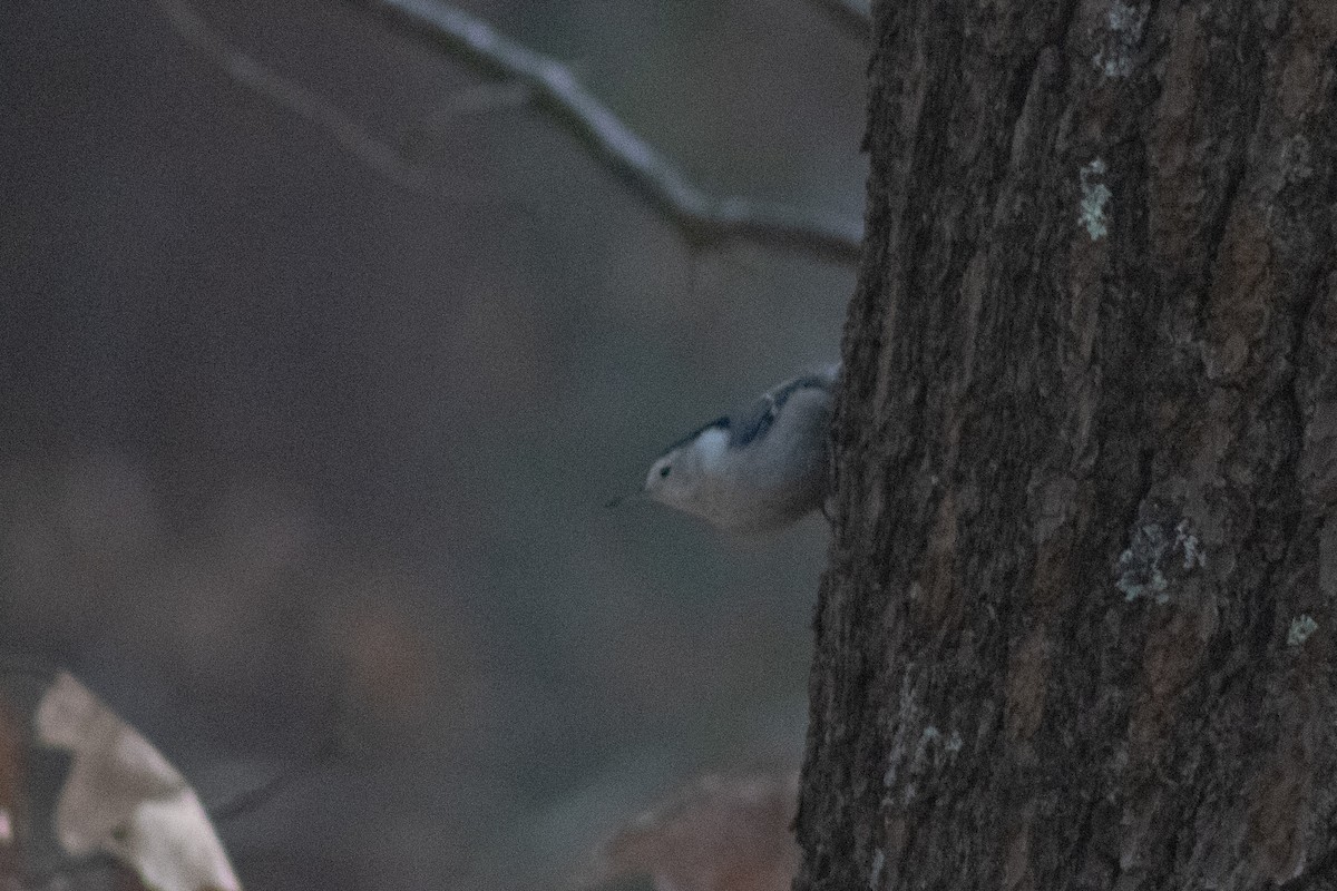 White-breasted Nuthatch - ML647784547
