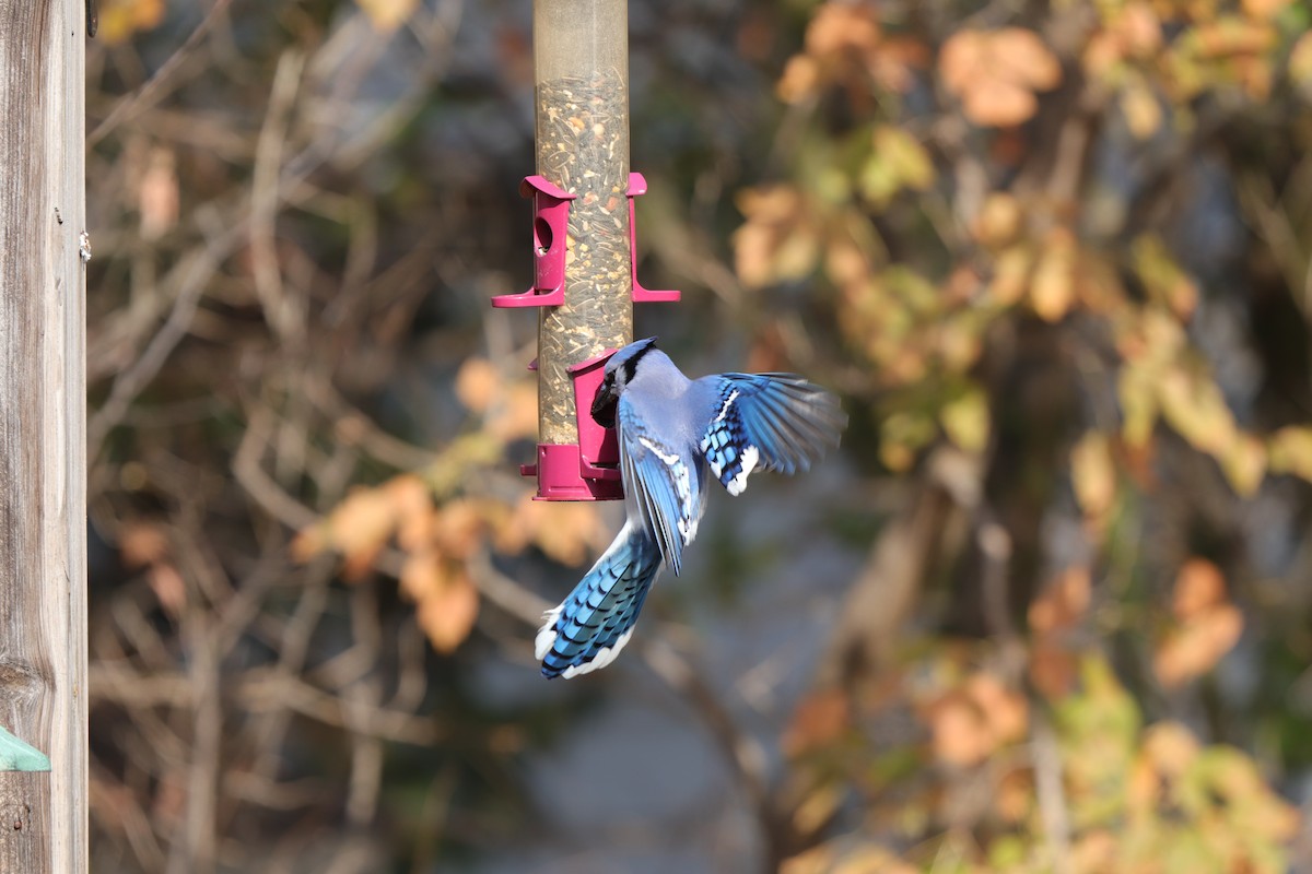 Blue Jay - ML647784559