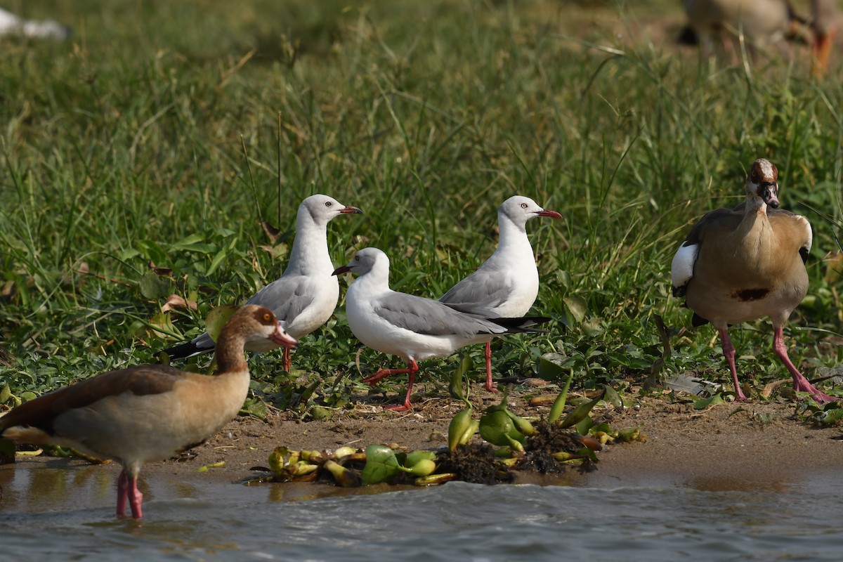 ズアオカモメ - ML647784562