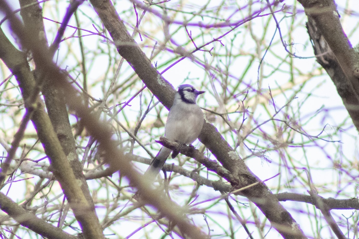 Blue Jay - ML647784565