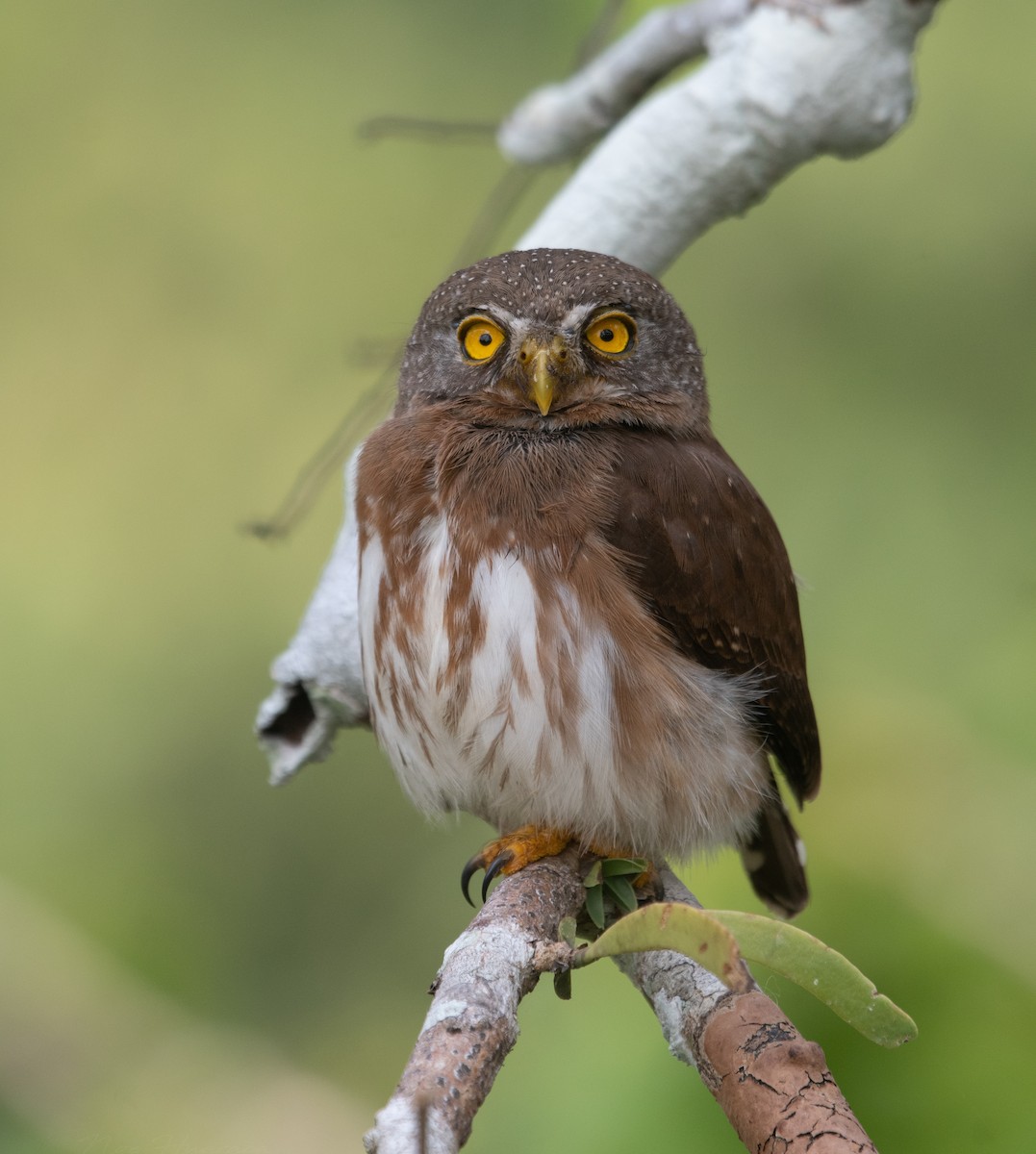 ハーディスズメフクロウ - ML647784620