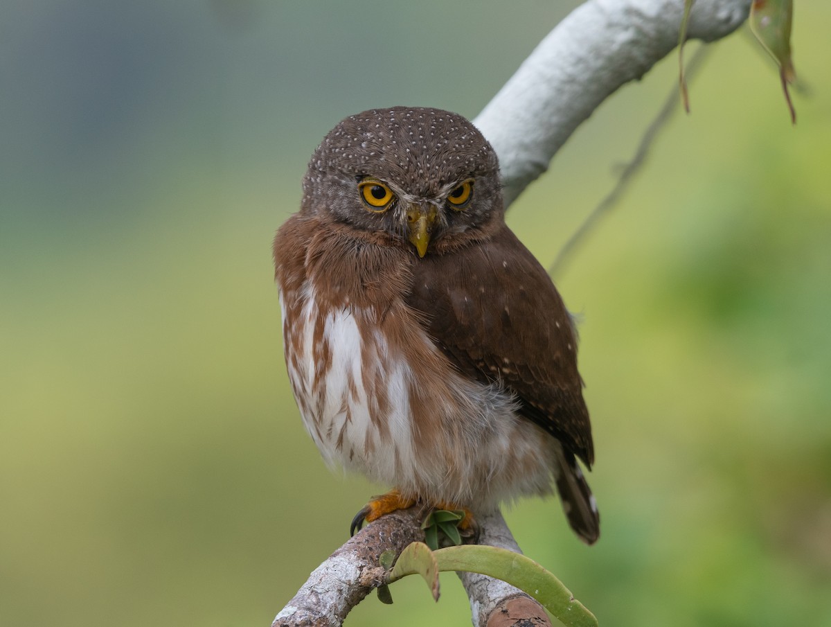 ハーディスズメフクロウ - ML647784621