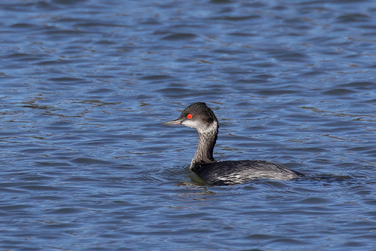 potápka černokrká - ML647784686