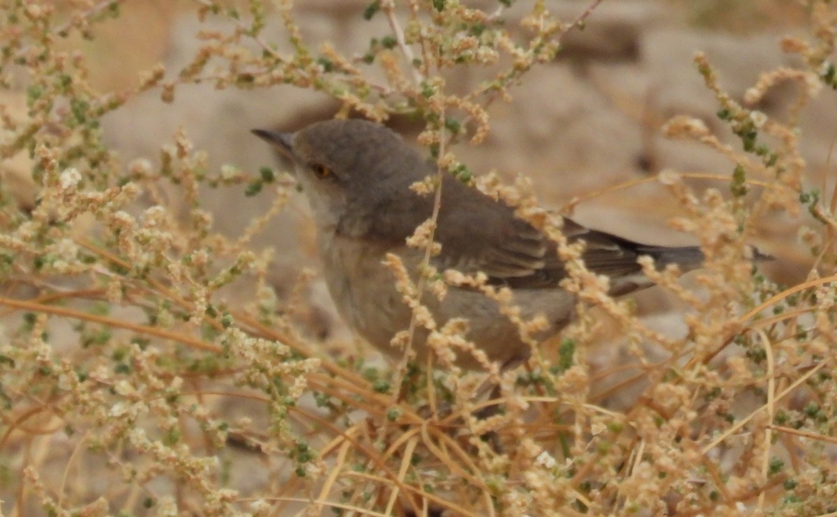 Barred Warbler - ML647784703