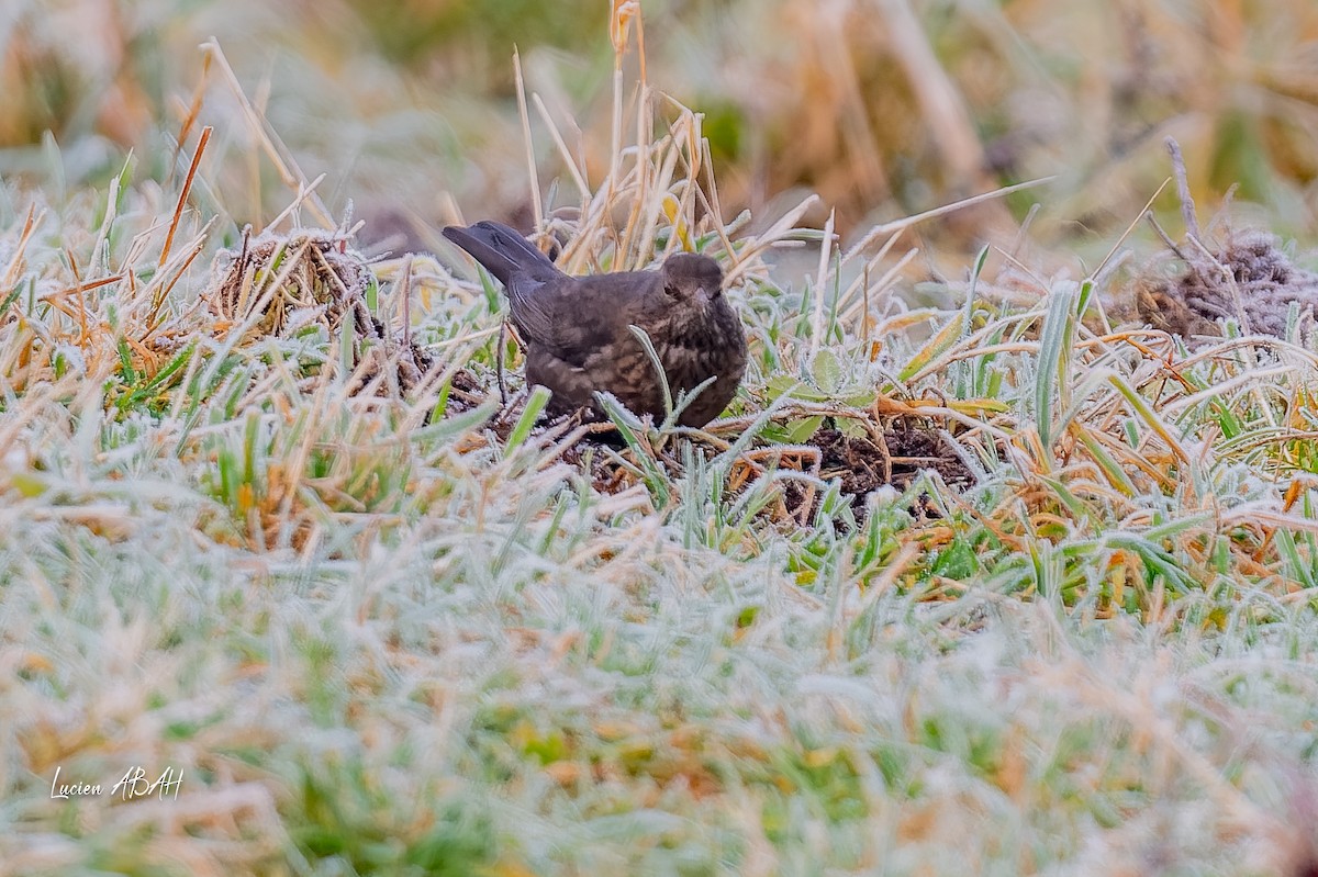 Eurasian Blackbird - ML647784708