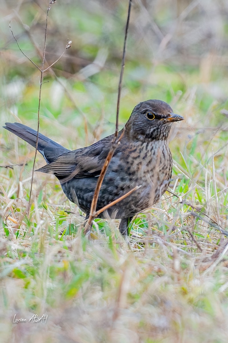 Eurasian Blackbird - ML647784709