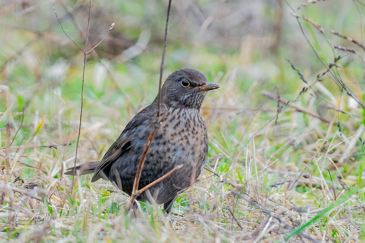 Eurasian Blackbird - ML647784710