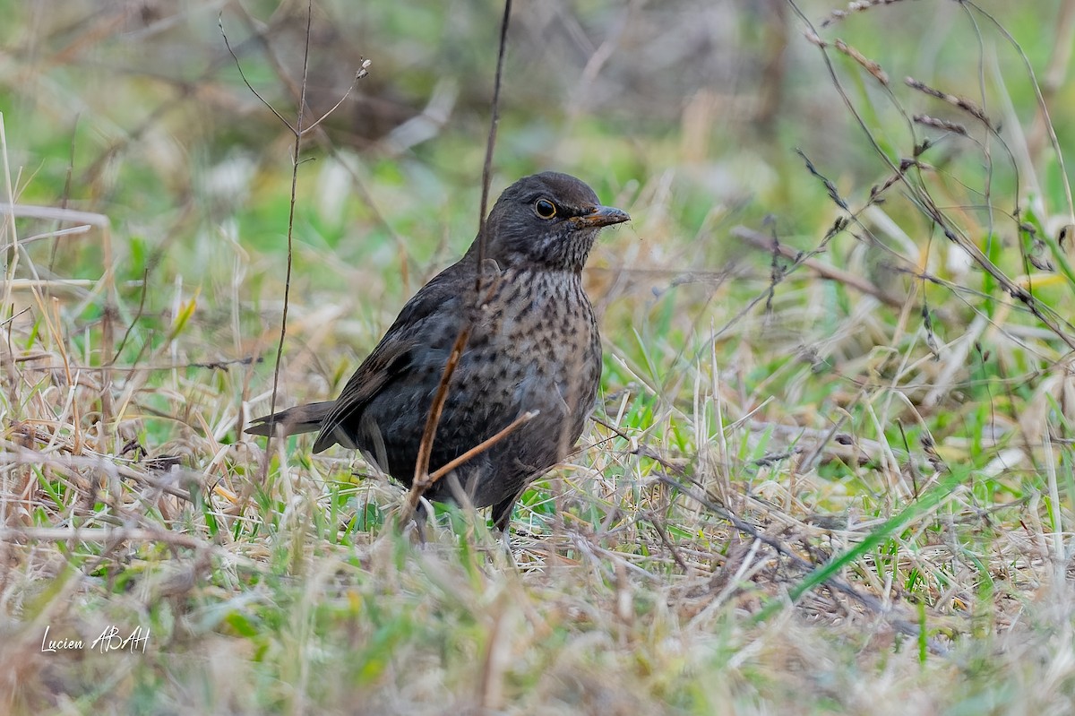 Eurasian Blackbird - ML647784711