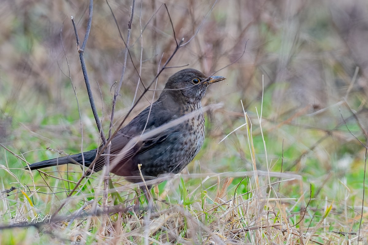 Eurasian Blackbird - ML647784712