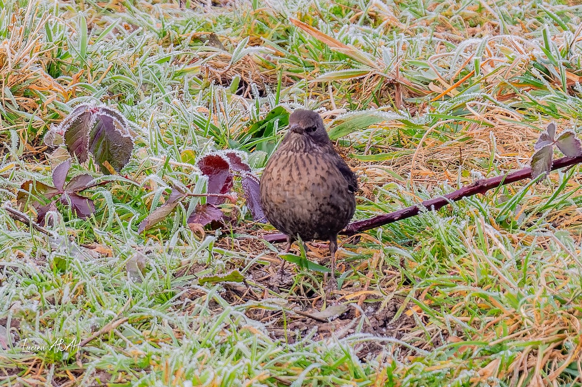 Eurasian Blackbird - ML647784713