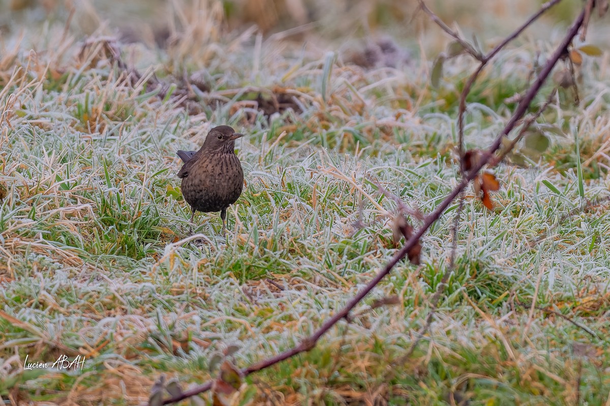 Eurasian Blackbird - ML647784714