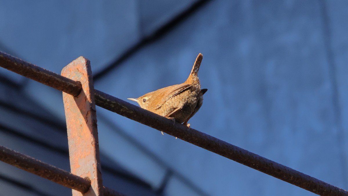 鷦鷯 - ML647784716